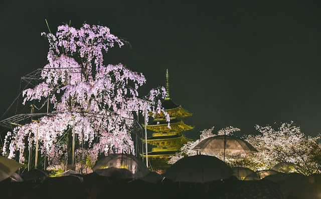 日本 京都 櫻花 夜櫻 東寺 枝垂櫻 不二櫻