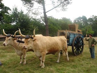 Battage du seigle - Ecomusée de Marquèze - Que visiter Bel-Air