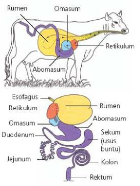 SISTEM PENCERNAAN  HEWAN  MEMAMAH BIAK YANJUZ