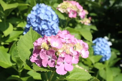 紫陽花 あじさい 紫陽花祭り 下田公園