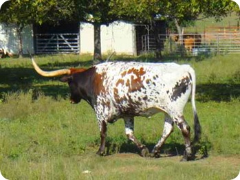 long-horn