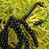 Tasbih KAYU ARANG HITAM Kalimantan 99 Biji 8 mm BY IMDA HANDICRAFT