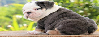 Cute English Bulldog Puppy