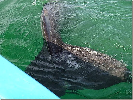 2015 - 1-23 whale going under the boat 2015 - 1-23 whale going under the boat