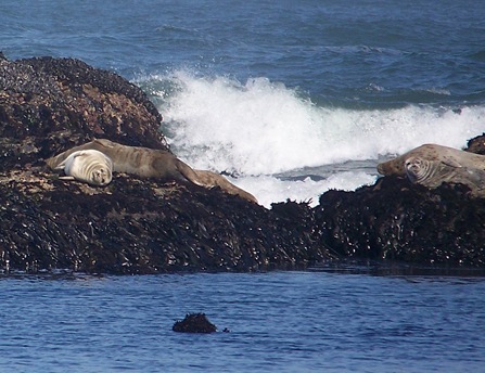 HarborSeal_SunBathing