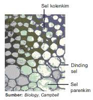 Image result for GAMBAR kolenkim sebagai penunjang