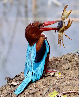"White-throated Kingfisher - Halcyon smyrnensi, with a struggling  crab in its beak, at the waters edge."