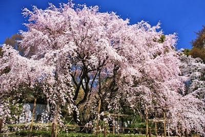 六義園のしだれ桜