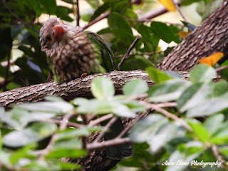 Lineated Barbet at Botanic Gardens in Singapore