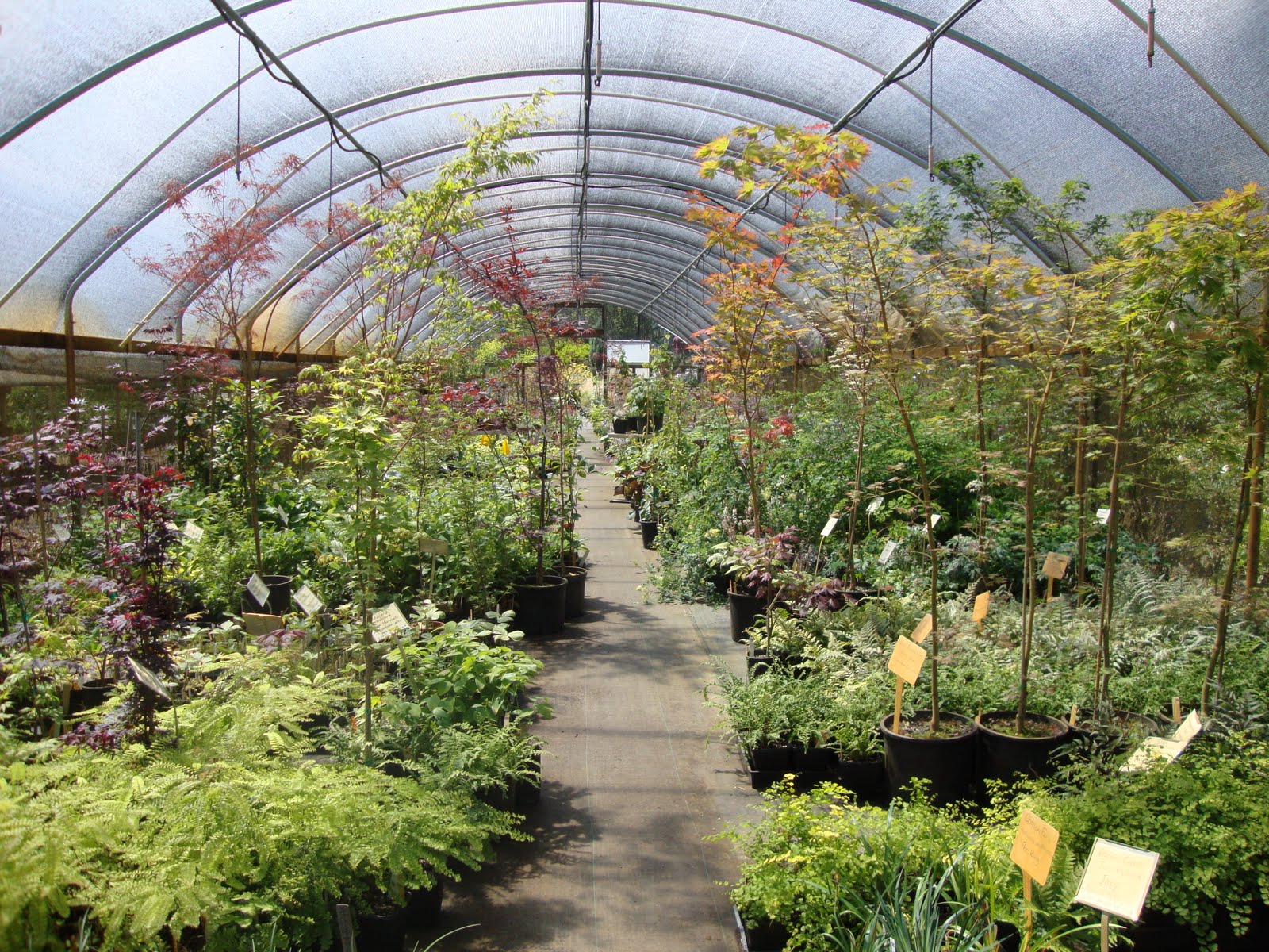 danger garden: Dancing Oaks Nursery, 2011 visit