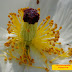 Beautiful White Orchid Flower