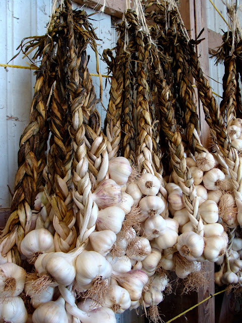 organic farmed soft-necked garlic braided and hung to dry