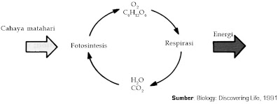 Keseluruhan reaksi kimia di dalam badan organisme yang melibatkan Pintar Pelajaran Pengertian dan Proses Metabolisme Karbohidrat, Glikolisis, Dekarboksilasi Oksidatif, Siklus Krebs, Asam Sitrat, Transfer Elektron