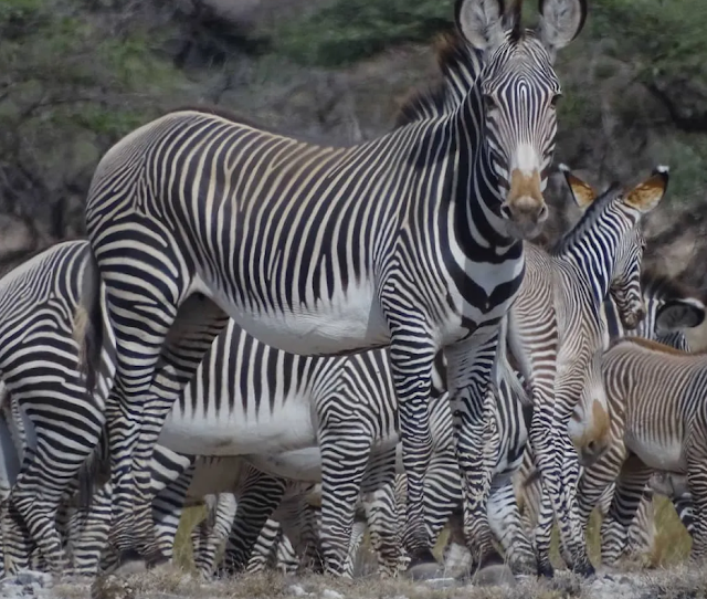 A importância do apoio das comunidades locais para salvar da extinção a zebra de Grévy
