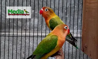 ciri fisik lovebird konslet, lovebird konslet mp3, cara bikin lovebird konslet ngekek terus, master lovebird fighter mp3, download suara lovebird fighter, suara master lovebird fighter, ciri lovebird konslet, lovebird konslet adalah, lovebird fighter mp3, download video lovebird fighter, mencetak lovebird fighter, ciri lovebird balibu fighter, download lovebird fighter, masteran lovebird fighter, trik menjadikan lovebird konslet, cara bikiin lovebird konslet ngekek terus, ciri fisik lovebird konslet, ramuan lovebird konslet, download video lovebird konslet, ciri " lovebird konslet, lovebird konslet betina