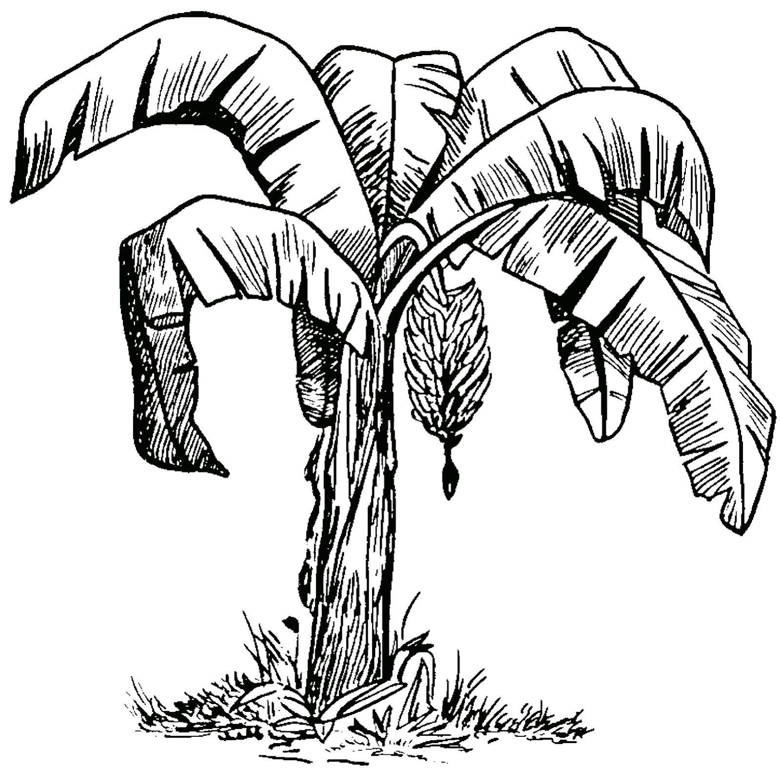 Kumpulan Gambar Pohon Pisang Dalam Kartun Duinia Kartun