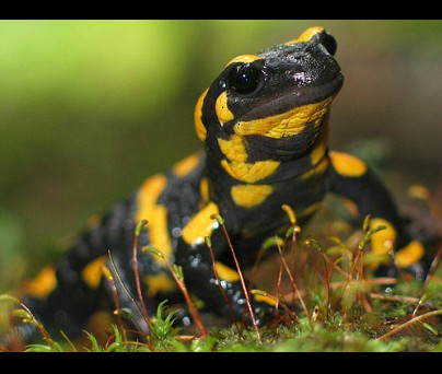 Salamandra nera e gialla