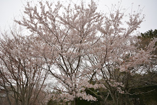 ひたち海浜公園の桜