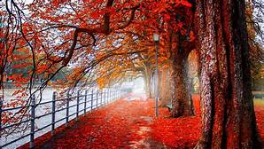Nature image 4k