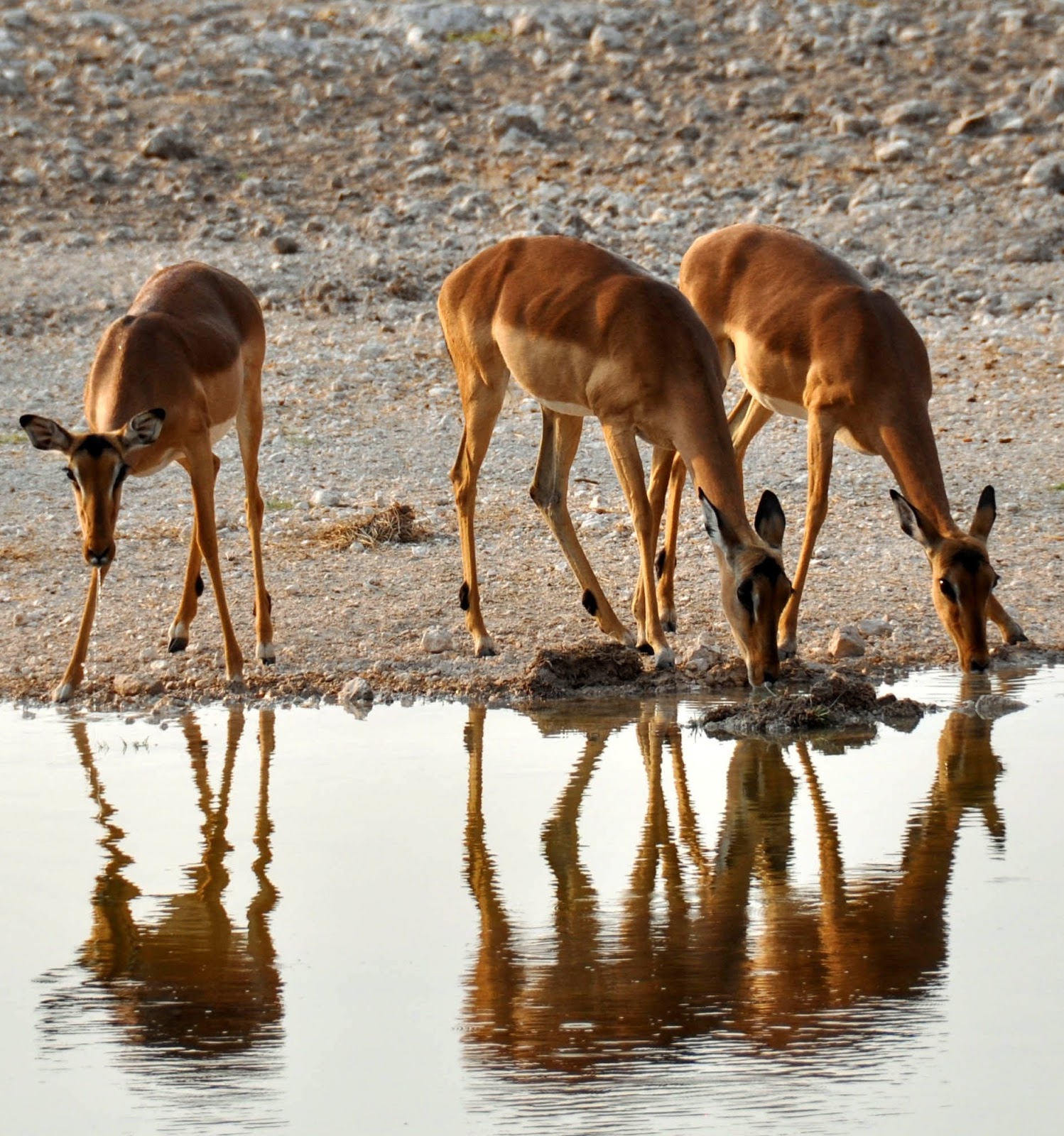 Photo of three female impala's drinking water. 