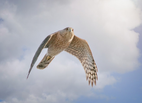 Sharp-shinned hawk