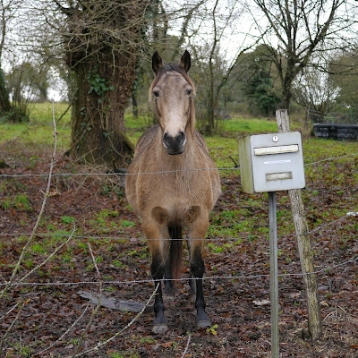 écrivez à ce cheval triste....