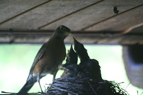 Robin nest, baby birds ~ the miracle of life :: All Pretty Things