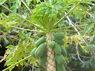 Papayer et papayes - Carica papaya