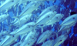 Pesca ineficacia UE