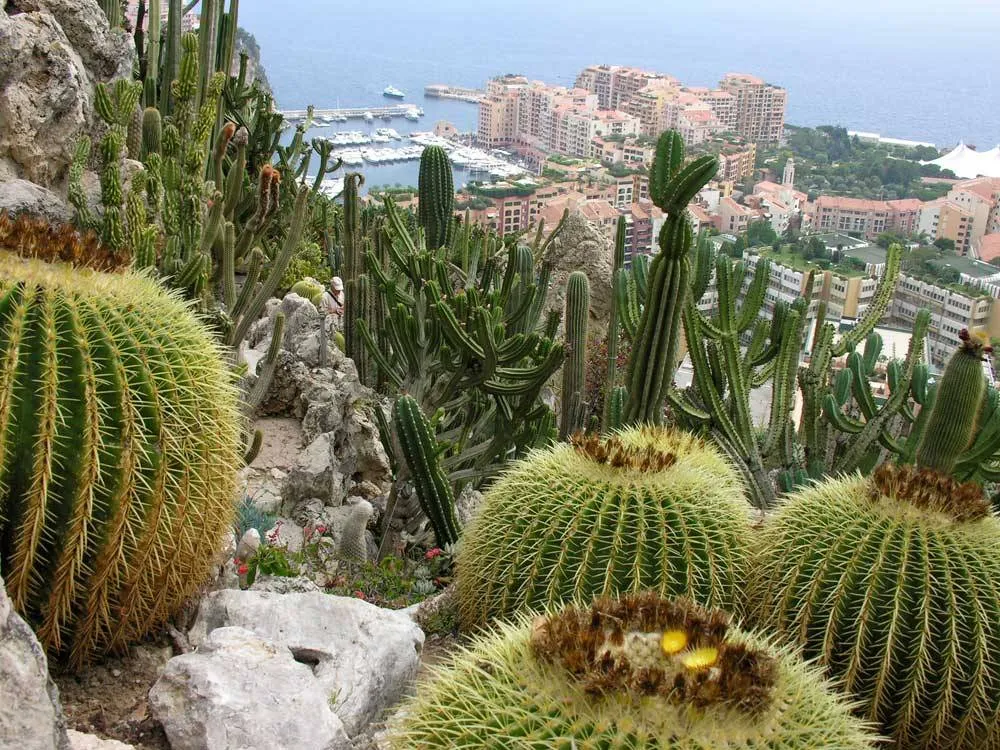 Jardín exótico de Mónaco Inolvidables vistas