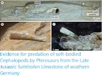 https://sciencythoughts.blogspot.com/2020/02/evidence-for-predation-of-soft-bodied.html