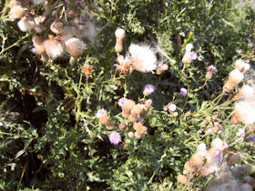 Canada thistle seed heads and blossoms