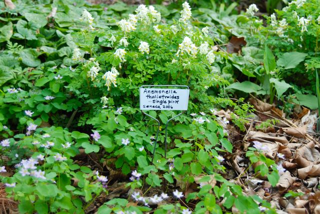 Pretty little rue anemones in a single pink form, Anemonella thalictroides.