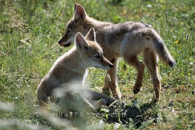 Picture of a couple of cute Coyote Pups