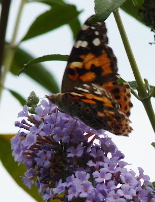 Painted Lady butterfly