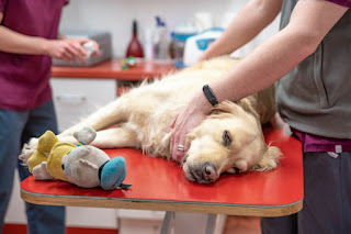 Esterilización o castración canina