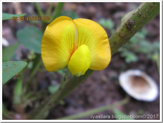 Klasifikasi ilmiah tanaman kacang tanah: Kingdom Plantae - (unranked) Angiosperms - (unranked) Eudicots - (unranked) Rosids - Order Fabales - Family Fabaceae - Subfamily Faboideae - Tribe Dalbergieae - Genus Arachis - Species Arachis hypogaea L.