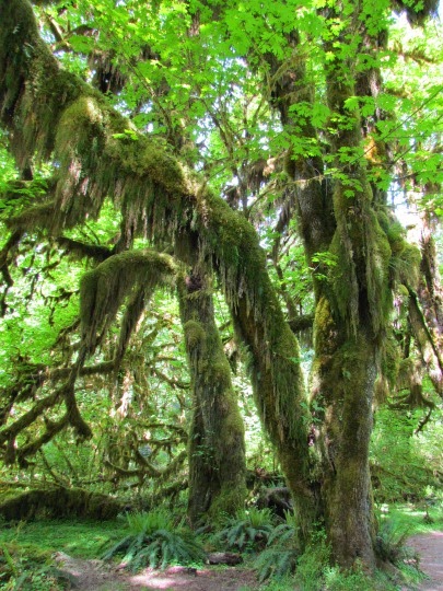 VisitingHohRainForest-10-2014-05-21-20-45.jpg