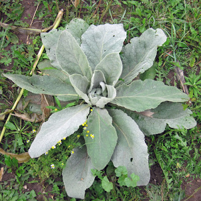 Common Mullein - Weekly Weeder #13 @ Common Sense Homesteading