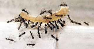 Hormigas en plena labor