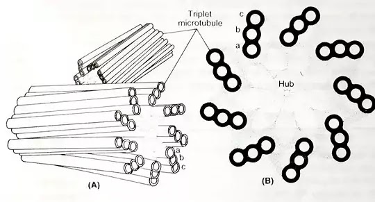 तारककाय=सेन्ट्रोसोम (Centrosome=Cell Centre)- General Introduction ,Structure and Function | hindi 