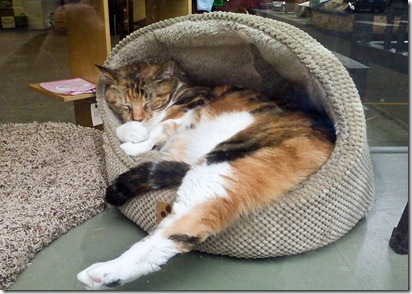 cat in bed