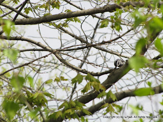 Black-and-white Warbler