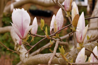 pink magnolia blossom bud