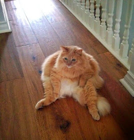 Funny cats - part 99 (40 pics + 10 gifs), cat pictures, chubby cat sits on floor