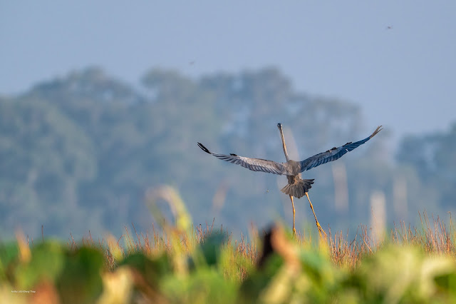 An Bui 2024 Dong Thap - Purple heron (Diệc lửa)