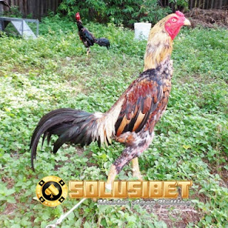 https://www.solusibet.com/sabung-ayam-online.htm