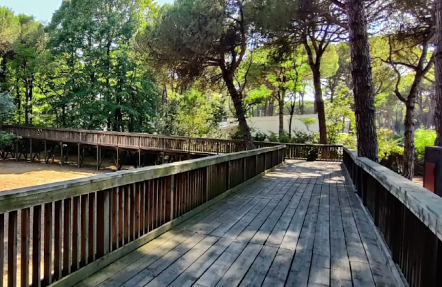 cortellazzo spiaggia pineta