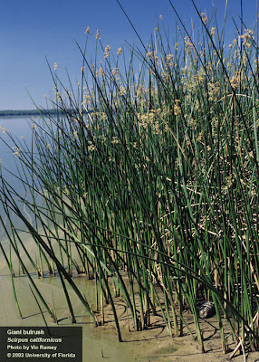 Junco Schoenoplectus californicus