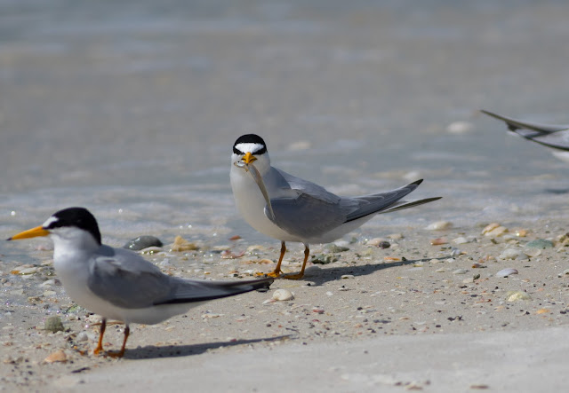 Least Tern - Carlos Pointe, Florida